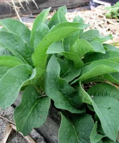 Bocking 14 Comfrey Plant Roots - 20 Packs, 4 Inch Long Bare Root Plant, Symphytum Officinale - Image 4
