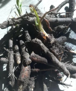 Bocking 14 Comfrey Plant Roots - 20 Packs, 4 Inch Long Bare Root Plant, Symphytum Officinale - Image 5