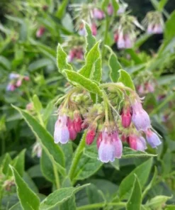 Bocking 14 Comfrey Plant Roots - 20 Packs, 4 Inch Long Bare Root Plant, Symphytum Officinale - Image 8