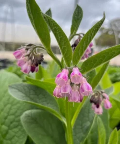 Bocking 14 Comfrey Plant Roots - Symphytum Officinale - 10 Packs, 4 Inch Long, Perennial - Image 6