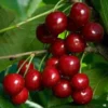 Cherry Tree Live Plant Bundle - Bing & Rainier Varieties, 2 Trees, up to 3 ft Tall, Outdoor Fruit Trees - Image 1