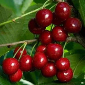 Cherry Tree Live Plant Bundle - Bing & Rainier Varieties, 2 Trees, up to 3 ft Tall, Outdoor Fruit Trees - Image 1