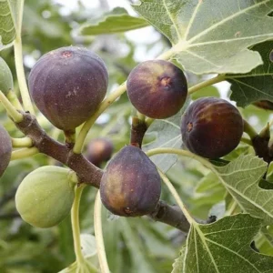Chicago Hardy Fig Tree Live Plant - Cold Hardy Edible Fruit for Zones 4+ - Image 1