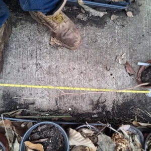 Chinese Chestnut Tree Live Plant, Up to 2 ft Tall, Blight-Resistant Nut Tree, Outdoor - Image 2