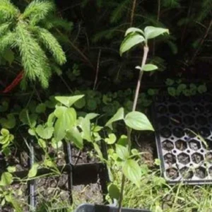 Dogwood Tree Live Plant - 1 ft Tall - Outdoor Flowering Ornamental Tree - Image 2