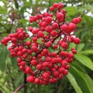 Elderberry Live Plant - Outdoor Fruit Shrub, Edible Berries, Attracts Pollinators - Image 2