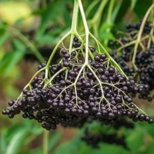 Elderberry Live Plant - Outdoor Fruit Shrub, Edible Berries, Attracts Pollinators - Image 1