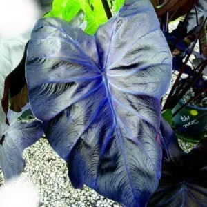 Electric Blue Gecko Colocasia Live Plant - Blue Elephant Ear, Tropical Foliage - Image 1