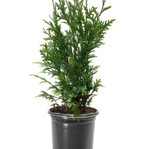 Emerald Green Arborvitae Live Plant 1-2.5 ft Tall - Thuja occidentalis 'Smaragd' Outdoor Evergreen Tree - Image 1