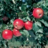 Fuji Apple Tree Live Plant - Red Apples, 2.5 Ft Tall, Rooted, Outdoor - Image 1