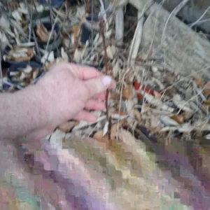 Fuji Apple Tree Live Plant - Rooted Fruit Tree, 3+ ft Tall, Outdoor - Image 2