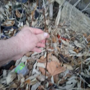 Honeycrisp Apple Tree Live Plant - 3 ft Tall Fruit Tree, USDA Zones 3-8 - Image 2