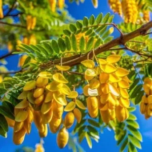 Kentucky Coffee Tree Live Plant - 2 ft Tall, Shade Tree Outdoor - Image 3