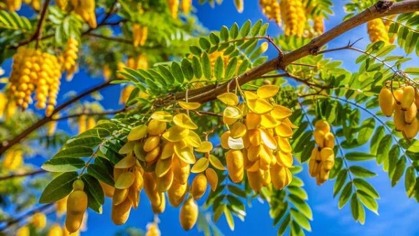 Kentucky Coffee Tree Live Plant - 2 ft Tall, Shade Tree Outdoor - Image 3