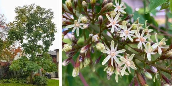 Kentucky Coffee Tree Live Plant - 2 ft Tall, Shade Tree Outdoor - Image 6