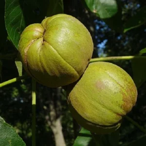 King Nut Hickory Tree Live Plant, 3 ft Tall, Shellbark Carya laciniosa, Outdoor - Image 1