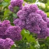 Lilac Live Bush - Fragrant Purple Flowers, Outdoor Shrub, 1 Plant - Image 1
