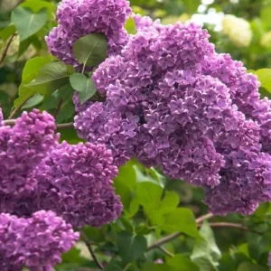Lilac Live Bush - Fragrant Purple Flowers, Outdoor Shrub, 1 Plant - Image 1