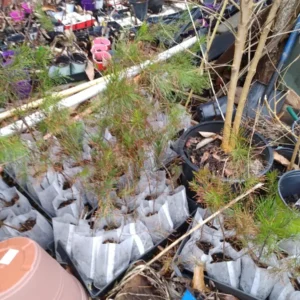 Loblolly Pine Live Plant, Pinus taeda, up to 10 inches Tall, Outdoor Tree - Image 2