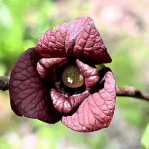 Mango Pawpaw Live Plant (Asimina triloba) - 1.5 ft Tall Well-Rooted Fruit Tree - Image 3