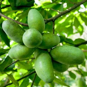 Mango Pawpaw Tree Live Plant – Asimina triloba – Up to 3 Ft Tall – Outdoor Fruit Tree - Image 2