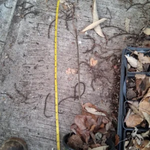 Pear Tree Live Plant - Fruit Bearing, Multiple Varieties, Up to 2.5 ft Tall, Outdoor - Image 2