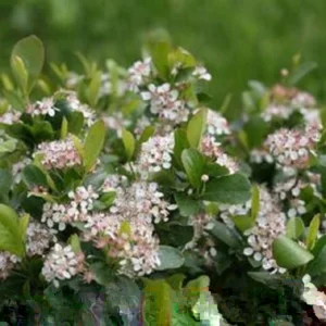 Black Chokecherry Live Plant (Aronia Melanocarpa) – 2 ft Tall Shrub – Outdoor - Image 1