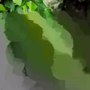 Cherry Plum Live Tree - Prunus Cerasifera - Fruit Tree Plant, Up to 3 ft - Image 3