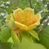 Tulip Tree Live Plant - Liriodendron Tulipifera - Up to 2 ft Tall - Outdoor Deciduous - Image 1