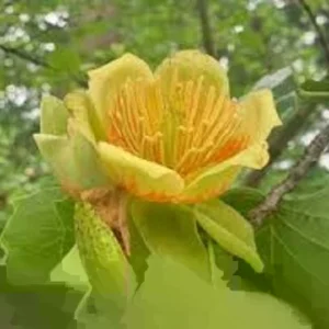 Tulip Tree Live Plant - Liriodendron Tulipifera - Up to 2 ft Tall - Outdoor Deciduous - Image 1