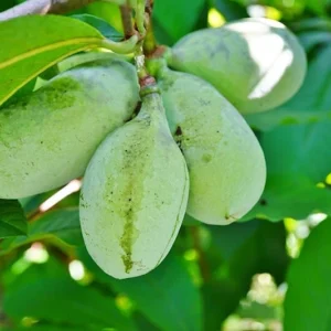 Pawpaw Tree Live Plant - 1 ft Tall Asimina triloba Fruit Tree for Home Garden - Image 2