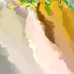 Yellow Plum Tree Live Plant - Rooted, Up to 2 ft Tall - Outdoor Fruit Tree - Image 2