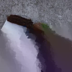 Short Needle Pine Tree Live Plant – Well Rooted Starter – Up to 10 Inches Tall – Outdoor Evergreen - Image 1