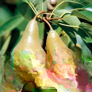 Pear Tree Live Plant – Various Types, 2-10 Inches Tall – Outdoor Fruit Tree - Image 1