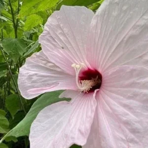 Swamp Rose Mallow Live Plant - Hardy Hibiscus Moscheutos - Well Rooted - Image 3