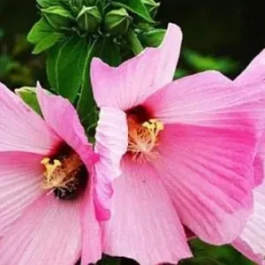 Swamp Rose Mallow Live Plant - Hardy Hibiscus Moscheutos - Well Rooted - Image 1