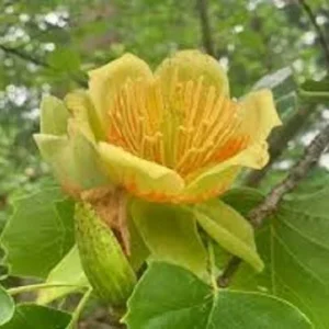 Tulip Tree Live Plant - Liriodendron Tulipifera - Up to 2 ft Tall - Outdoor Deciduous - Image 3