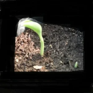 Variegated Banana Seeds - Musa spp. - Rare Ornamental Foliage - Image 2