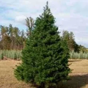 Virginia Pine Live Plant – Pinus virginiana – 10 Inches Tall – Outdoor Tree - Image 1