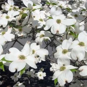 White Flowering Dogwood Tree Live Plant - Outdoor, Up to 2 ft Tall - Image 1