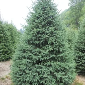 White Spruce Tree Seedling - Live Evergreen Conifer Plant, 6-18 inches, Outdoor - Image 1