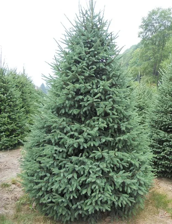 White Spruce Tree Seedling - Live Evergreen Conifer Plant, 6-18 inches, Outdoor - Image 1