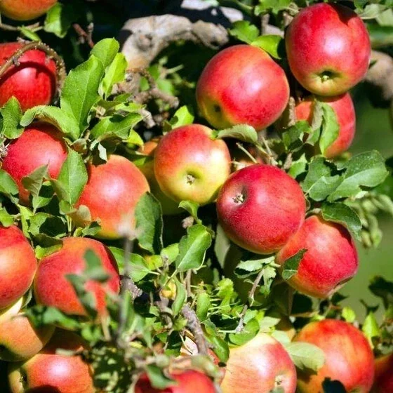 Winsap Apple Tree Live Plant - Rooted Starter, Up to 2.5 ft Tall, Outdoor Fruit - Image 2