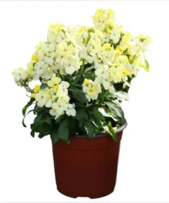 1 Wallflower Erysimum Wallflower Primrose Live Starter Plant for Planting, Beautiful Flowers for Home Garden Planting, 4-inch Pot - Image 1