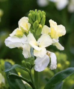 1 Wallflower Erysimum Wallflower Primrose Live Starter Plant for Planting, Beautiful Flowers for Home Garden Planting, 4-inch Pot - Image 4