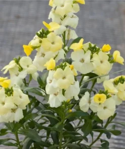 1 Wallflower Erysimum Wallflower Primrose Live Starter Plant for Planting, Beautiful Flowers for Home Garden Planting, 4-inch Pot - Image 5
