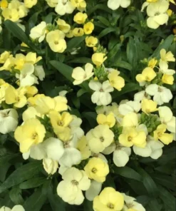 1 Wallflower Erysimum Wallflower Primrose Live Starter Plant for Planting, Beautiful Flowers for Home Garden Planting, 4-inch Pot - Image 6