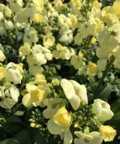 1 Wallflower Erysimum Wallflower Primrose Live Starter Plant for Planting, Beautiful Flowers for Home Garden Planting, 4-inch Pot - Image 7