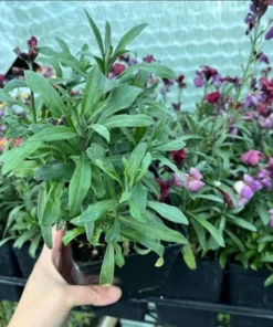 1 Wallflower Erysimum Wallflower Primrose Live Starter Plant for Planting, Beautiful Flowers for Home Garden Planting, 4-inch Pot - Image 8