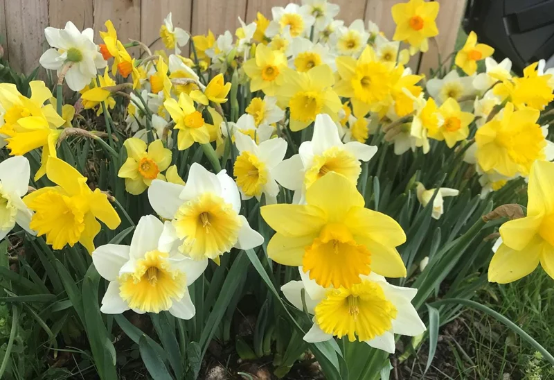 10 Mixed Daffodil Bulbs - Spring-Blooming Narcissus for Fall Planting - Image 4